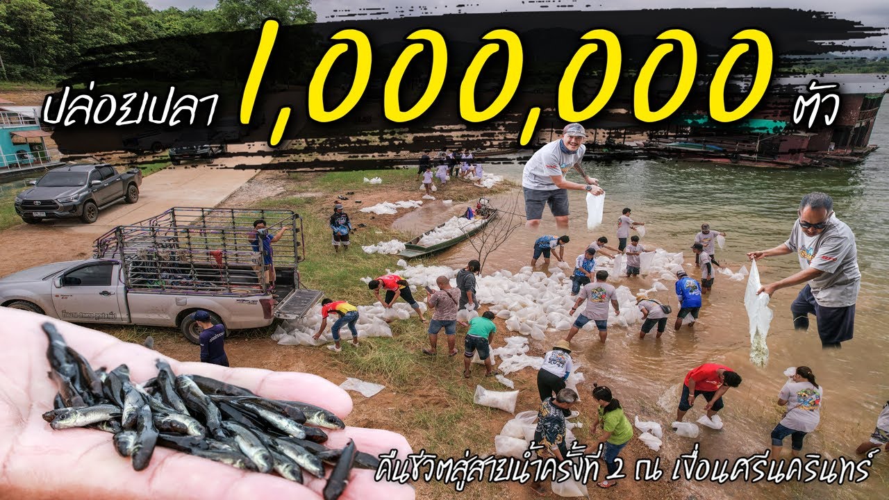 ปล่อยปลา 1,000,000 ตัว คืนชีวิตสู่เขื่อนศรีนครินทร์ ครั้งที่ 2