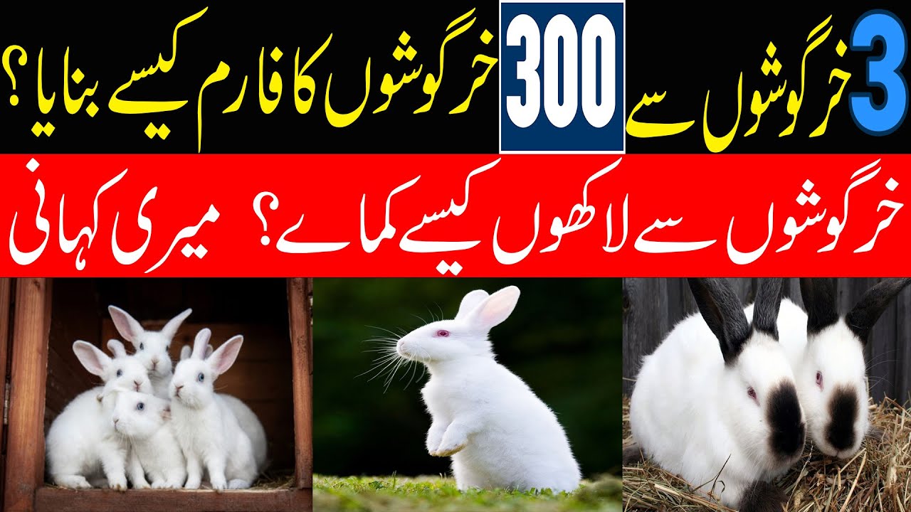 Chirah Rabbit Farm Story | My Story of Success in Rabbit Farming in Pakistan