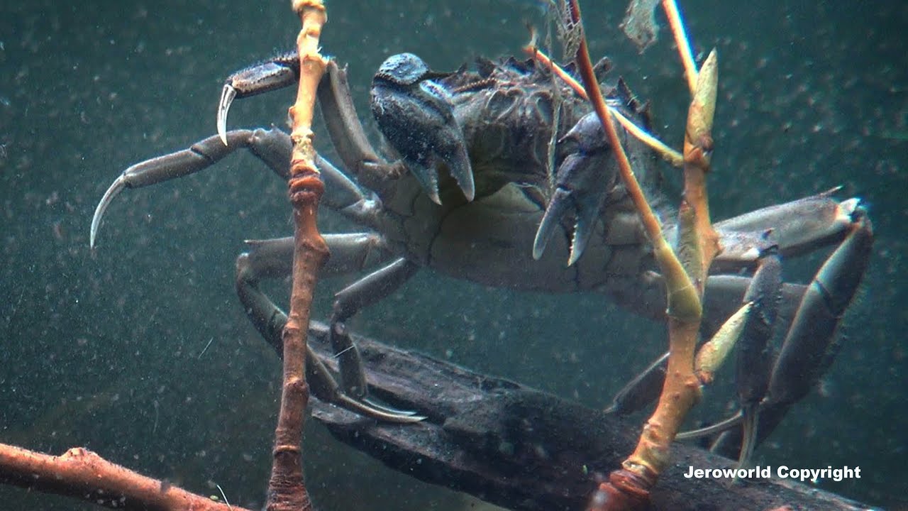 WOLHANDKRAB in de VONKERPLAS (fragment) Wildlife Holland 5 Code Rood - Jeroworld - 2022