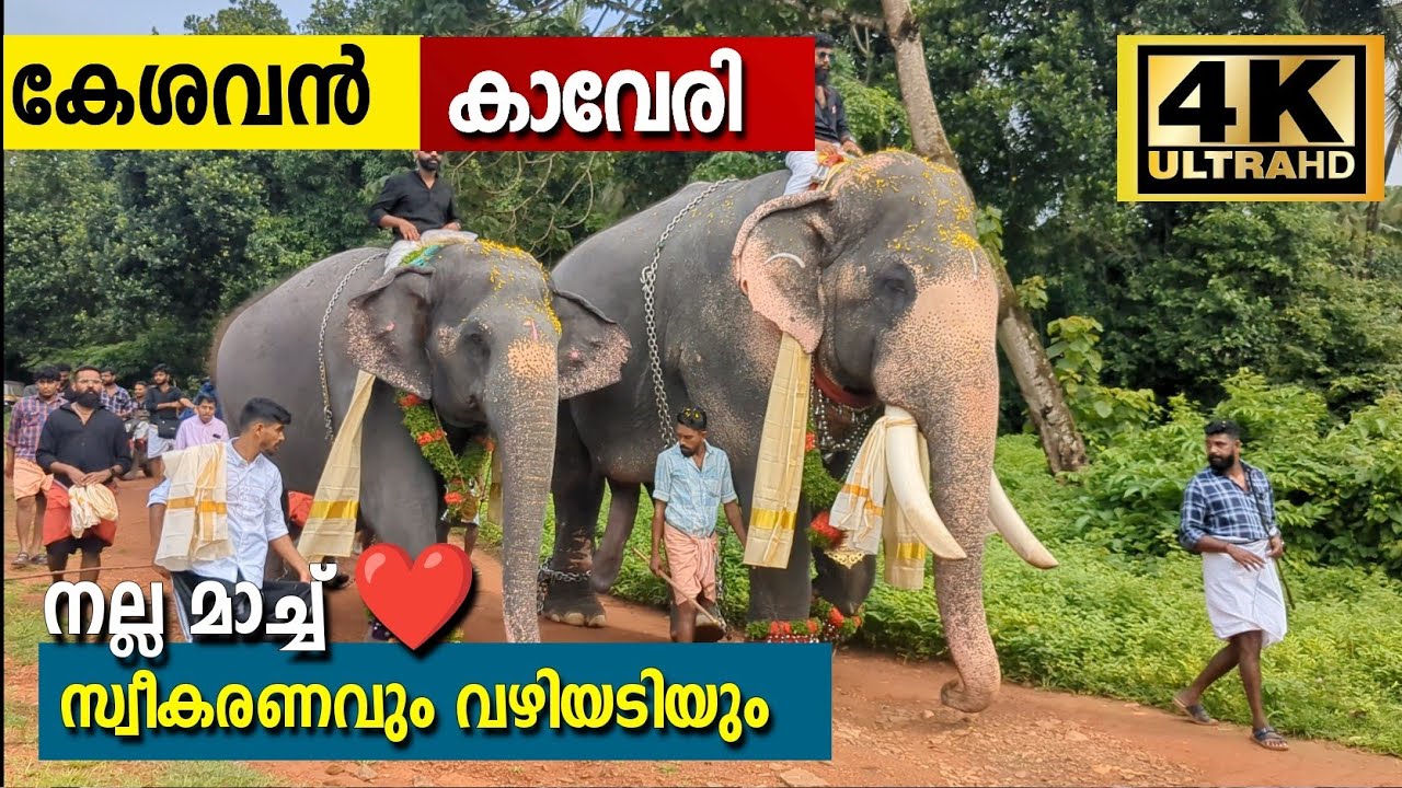 കേശവനും കാവേരിയും ❤️ Puthupalli Kesavan Perumpadappu Kaveri ❤️