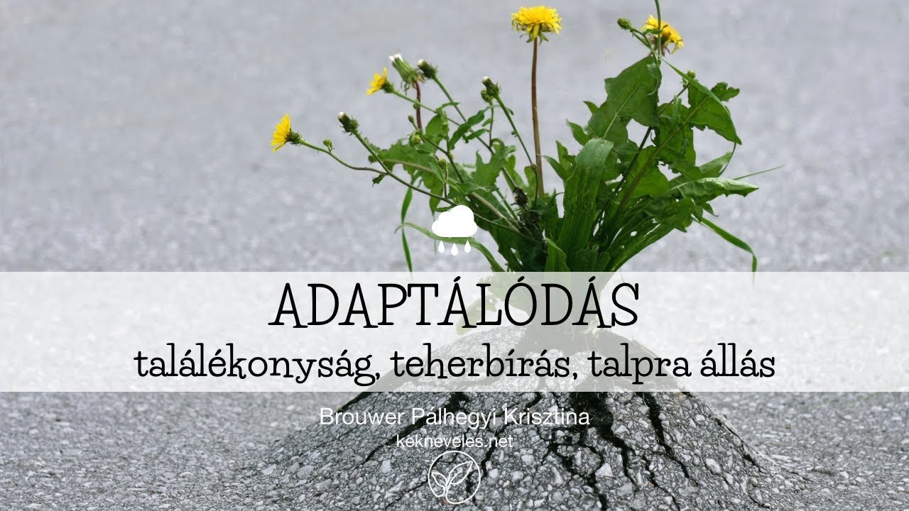 K&Eacute;K nevel&eacute;s: ADAPT&Aacute;L&Oacute;D&Aacute;S (tal&aacute;l&eacute;konys&aacute;g, teherb&iacute;r&aacute;s, talpra &aacute;ll&aacute;s)
