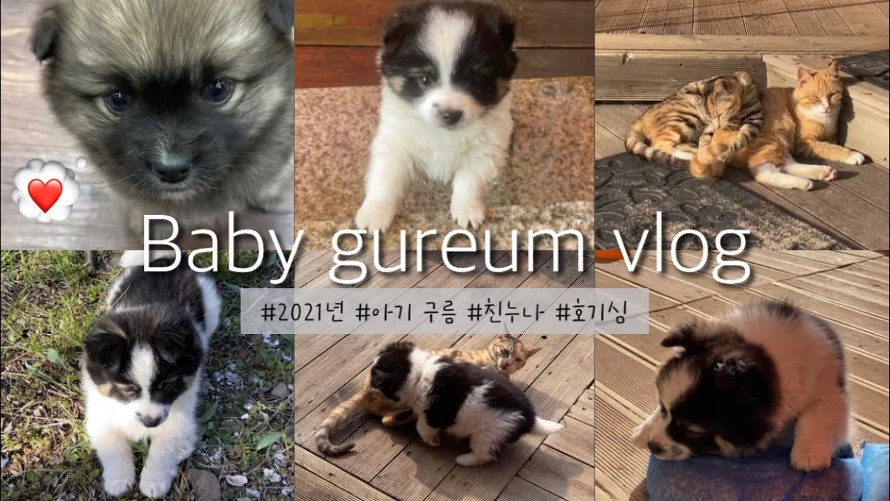 아기 강아지 김구름🍼☁️🐶 | 2021년 2월 23일 우리 집에 오다