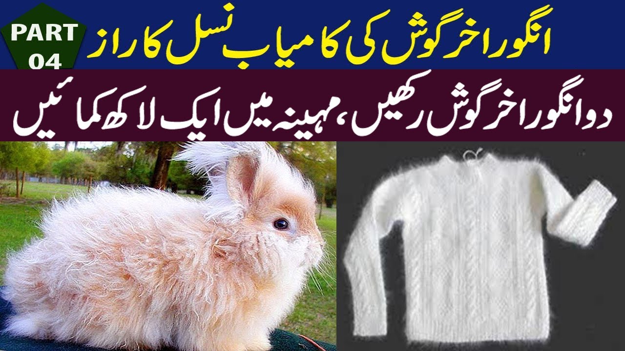 Angora Rabbit Farming Wool Production | Angora Rabbit Farming in Pakistan | Part 04 || Qasim Malik