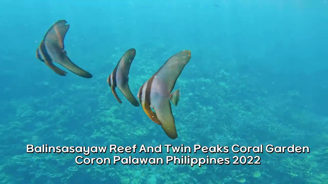 Balinsasayaw Reef and  Twin Peaks Coral Garden