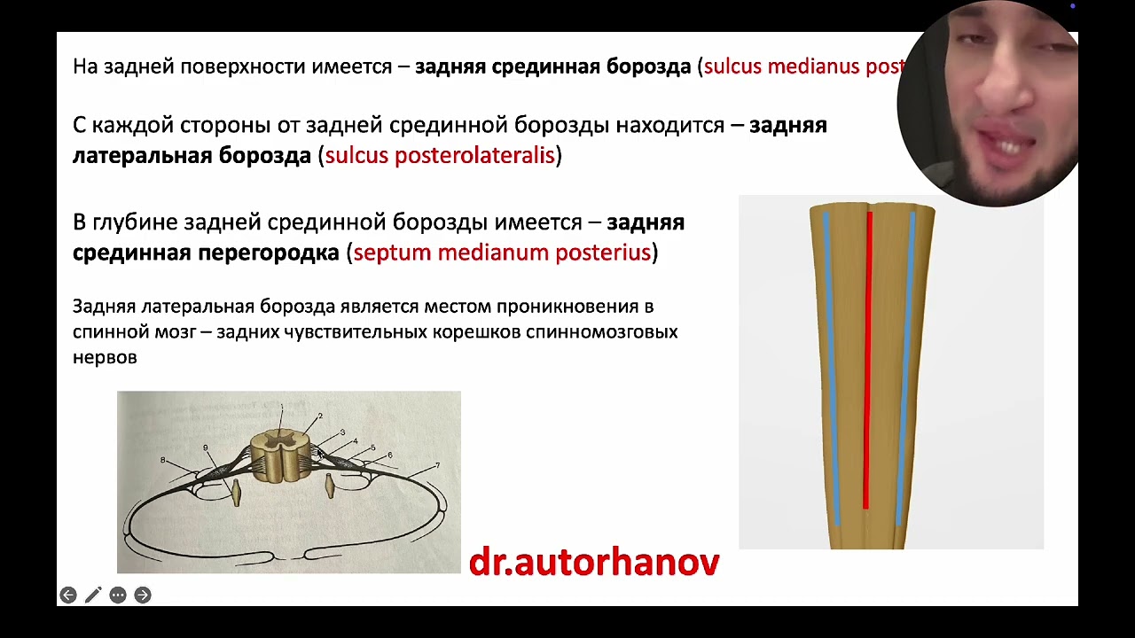АНАТОМИЯ СПИННОГО МОЗГА, СПИННОЙ МОЗГ 
