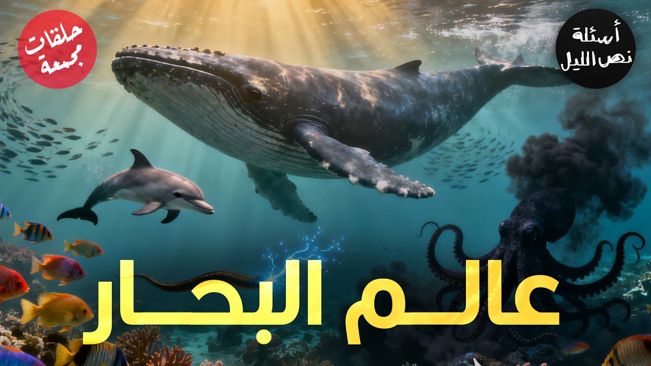 أسئلة عن عالم البحار | حلقات مجمعة | الجزء الأول