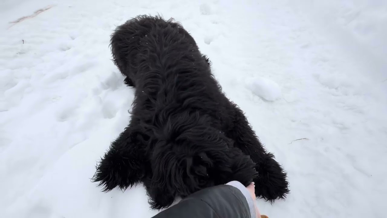 Midnight Playing In The Snow 2.18.26