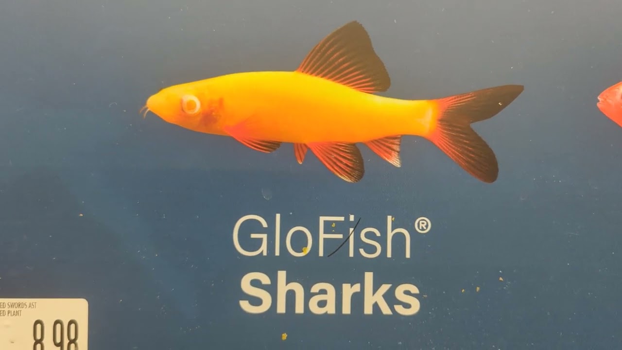 All fishes at the Pet Supplies Plus