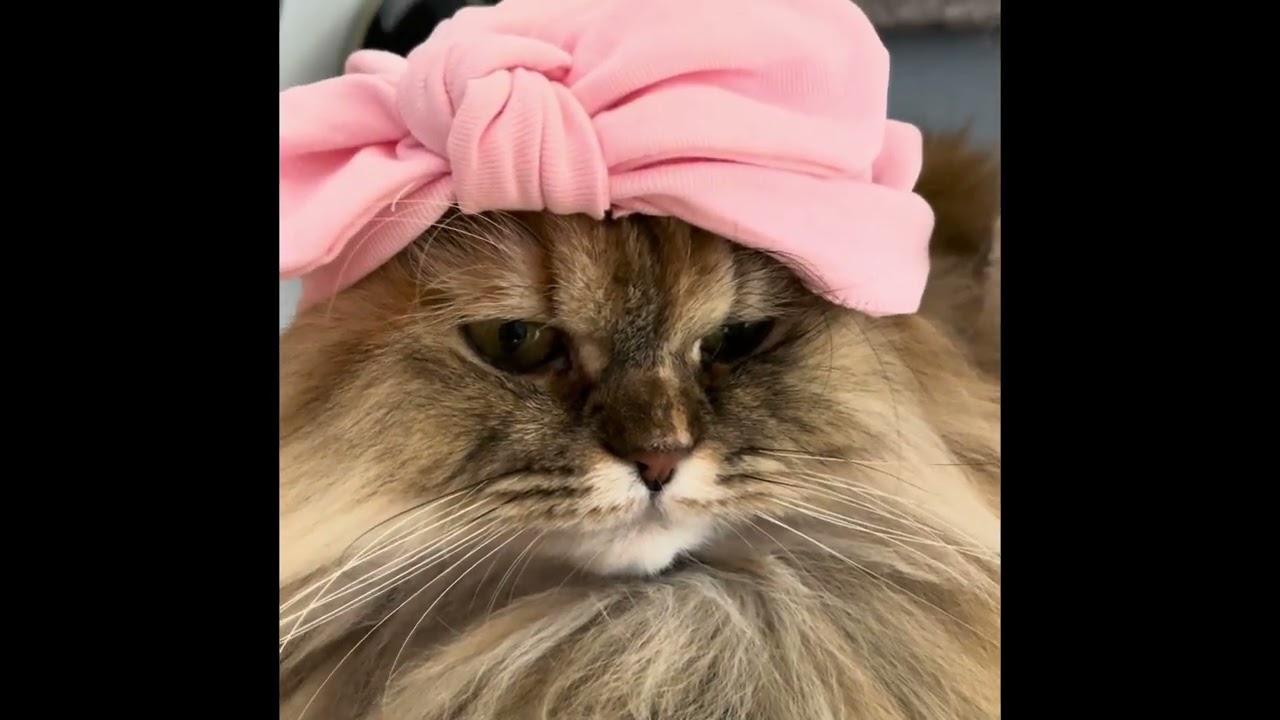 YouTube Kitty Loves Hats #youtubecat #youtubekitty #persiancat #cat #kitty
