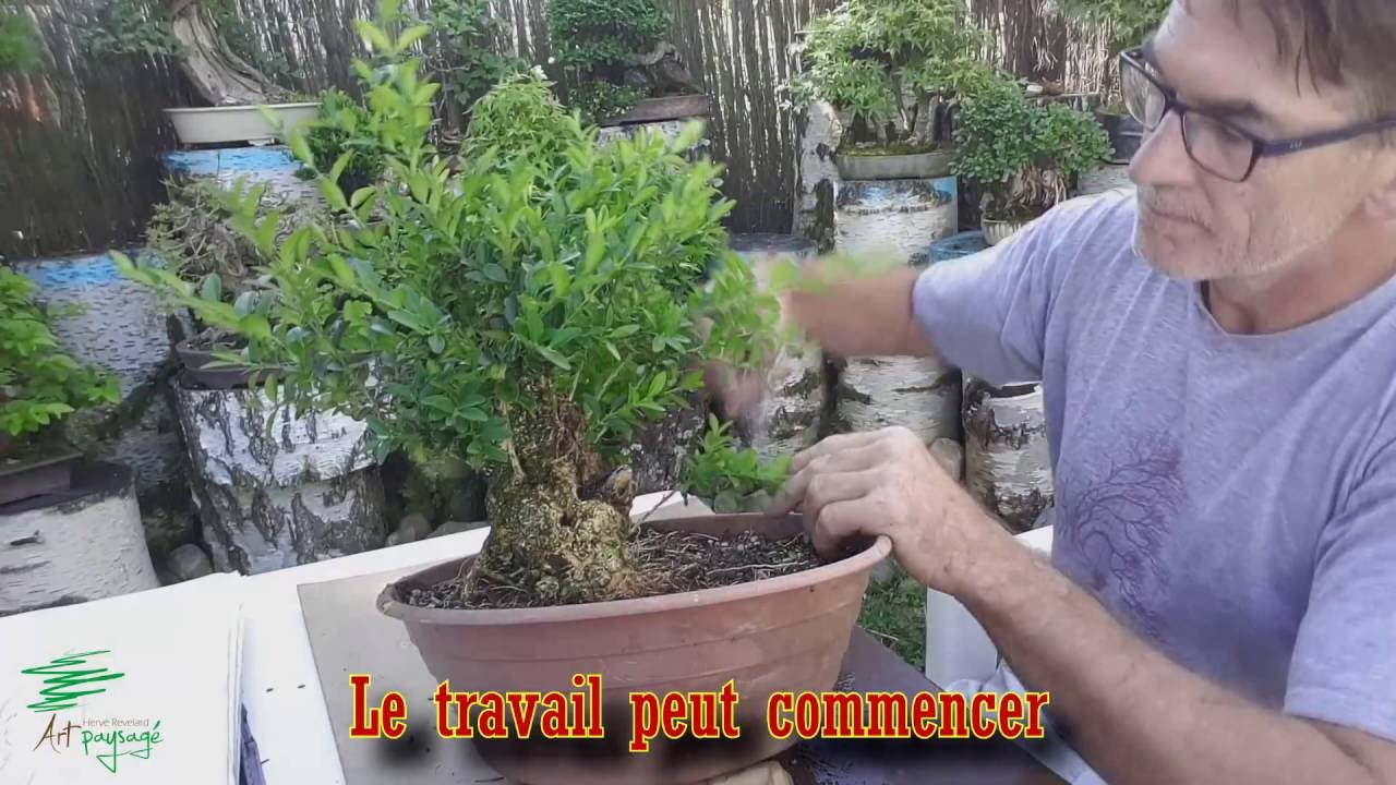 3 ans travail sur un Bonsaï de Buis - Tavail a Buxus 3 years after its preparation