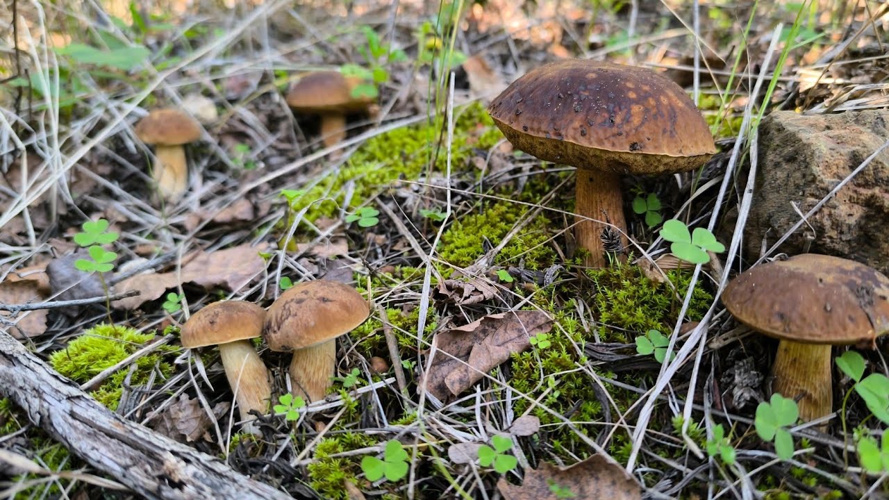 Gli ultimi LECCINELLUM CORSICUM, della stagione. (Febbraio 2026)