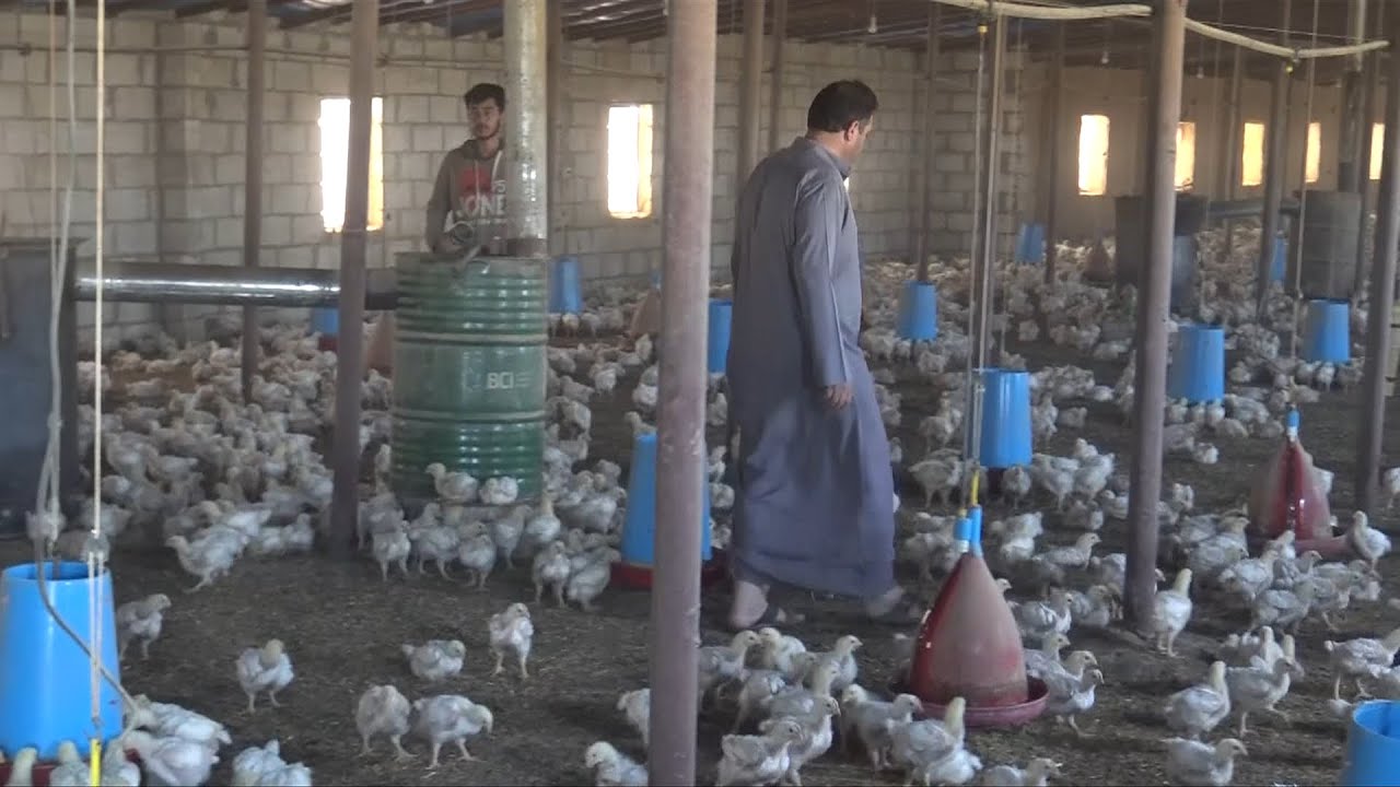 خسائر فادحة لمربي الدواجن في الحسكة وارتفاع في الأسعار بسبب تفشي طاعون الدجاج