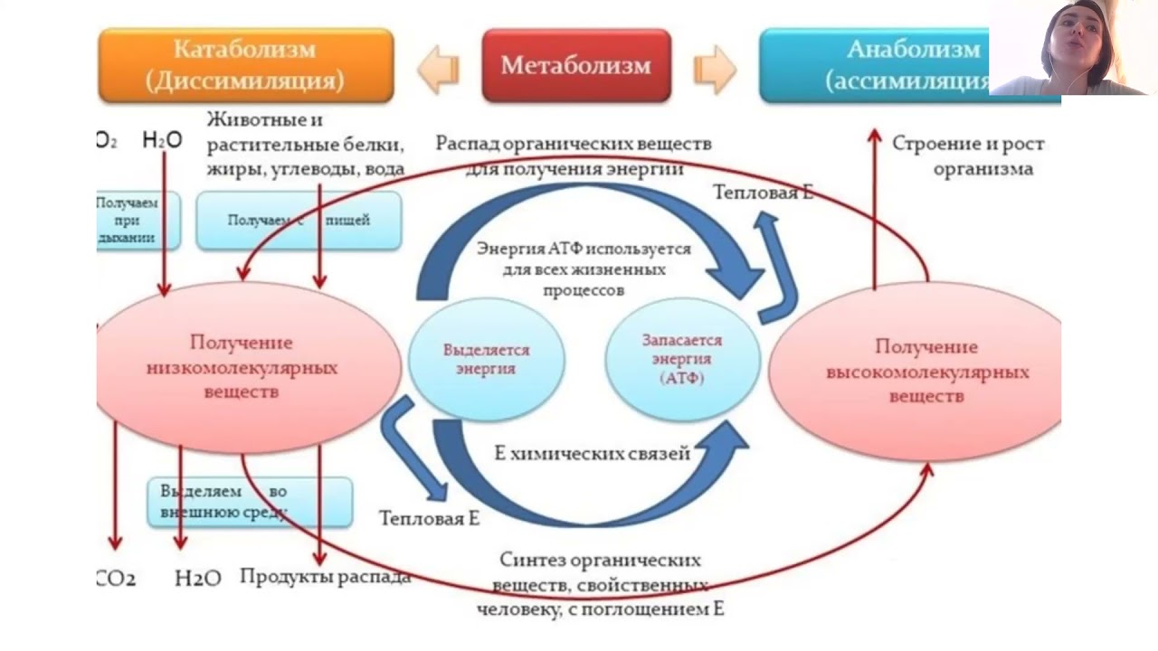 Что такое обмен веществ (катаболизм + анаболизм)