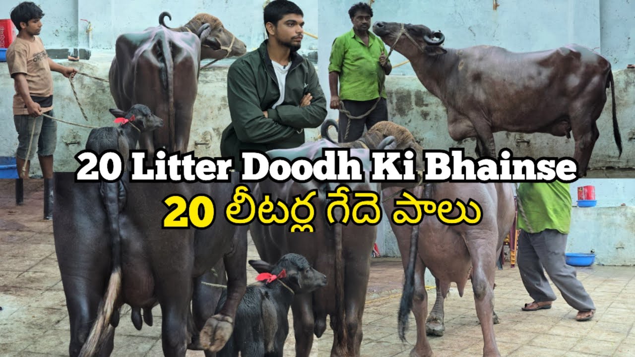 G H dairy farm hyderabad par 20 litter doodh ki bhainse | jaffarabadi Buffalo available in Hyderabad