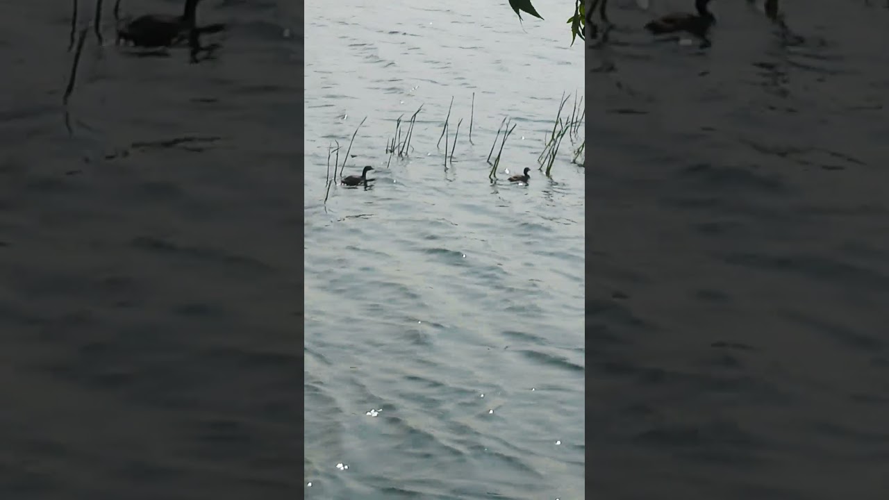 #Waterbirds