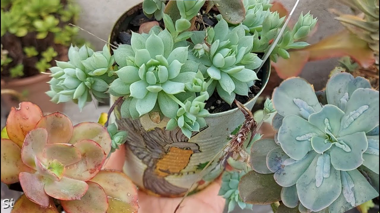 LUAS que costumo PODAR e FALE DO JEITO QUE VC QUISER o nome das plantas| Simone Felic