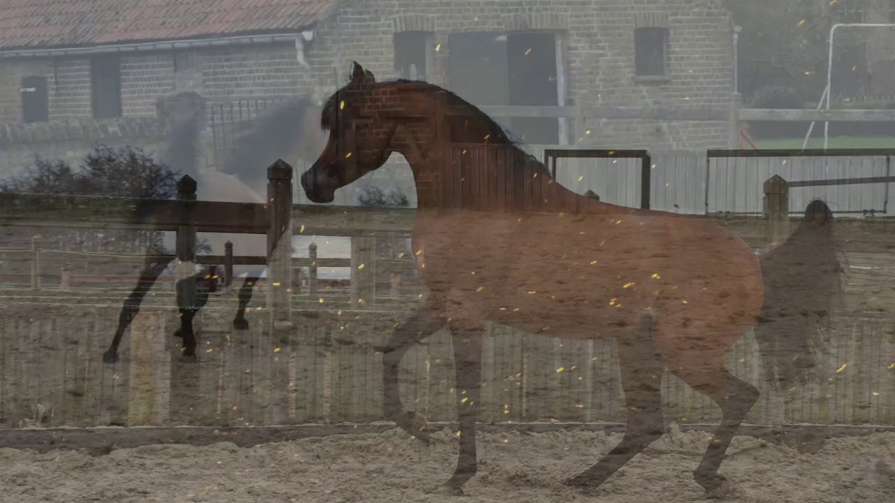 Arabian Horse Magazine - Emperor KA