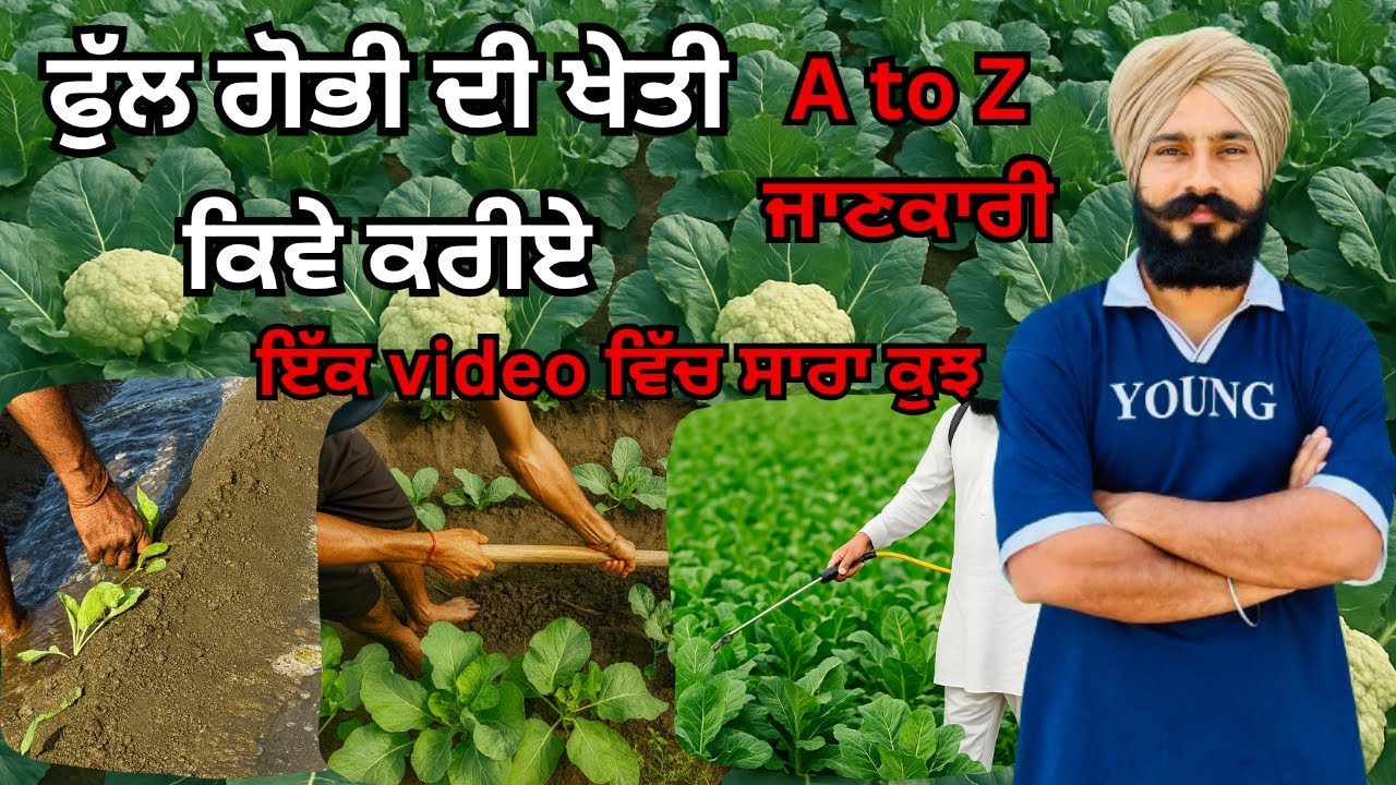 ਫੁੱਲ ਗੋਭੀ ਦੀ ਖੇਤੀ A to Z ਜਾਣਕਾਰੀ | Gobi Ki Kheti | Full Gobhi Farming Guide in Punjab