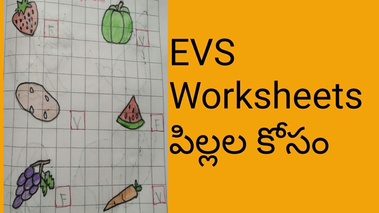EVS Worksheets for Kids | EVS Worksheet For Kindergarten || EVS Syllabus