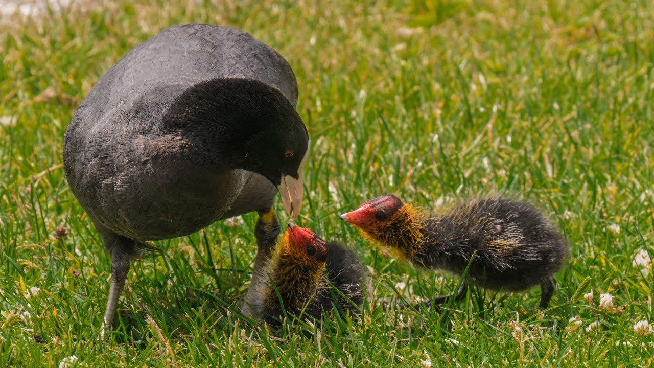 Eurasian Coot Feeding Chicks – Calm Nature Moments with Young Birds