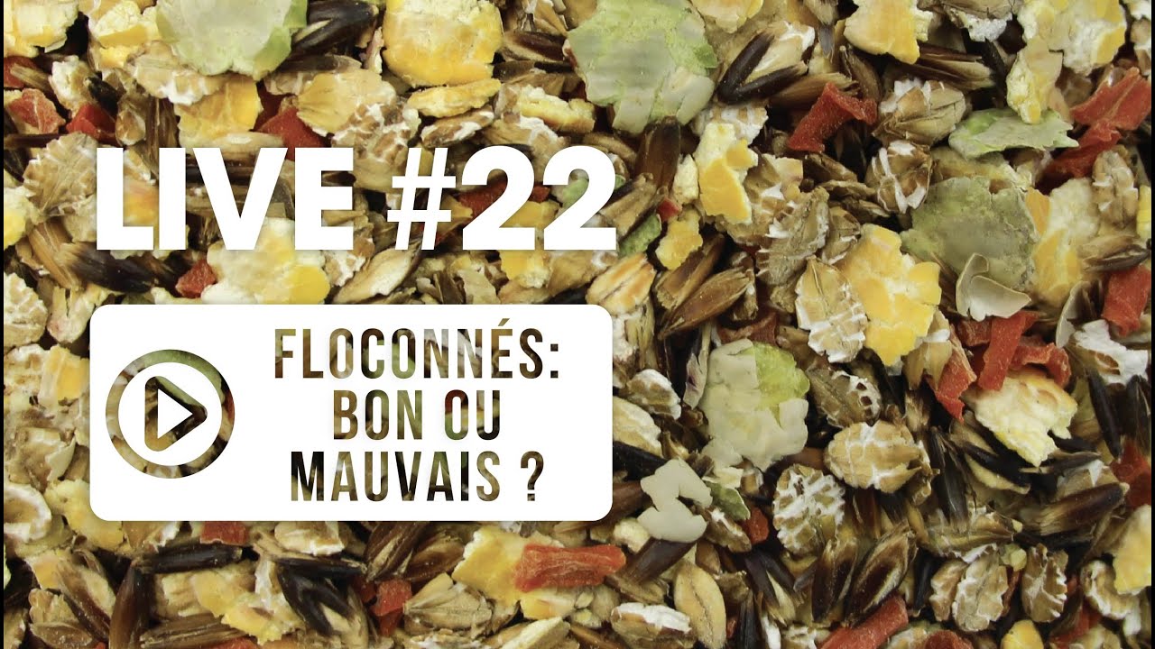 LIVE VÉTO #22 | Les floconnés dans l'alimentation du cheval : bon ou mauvais ?