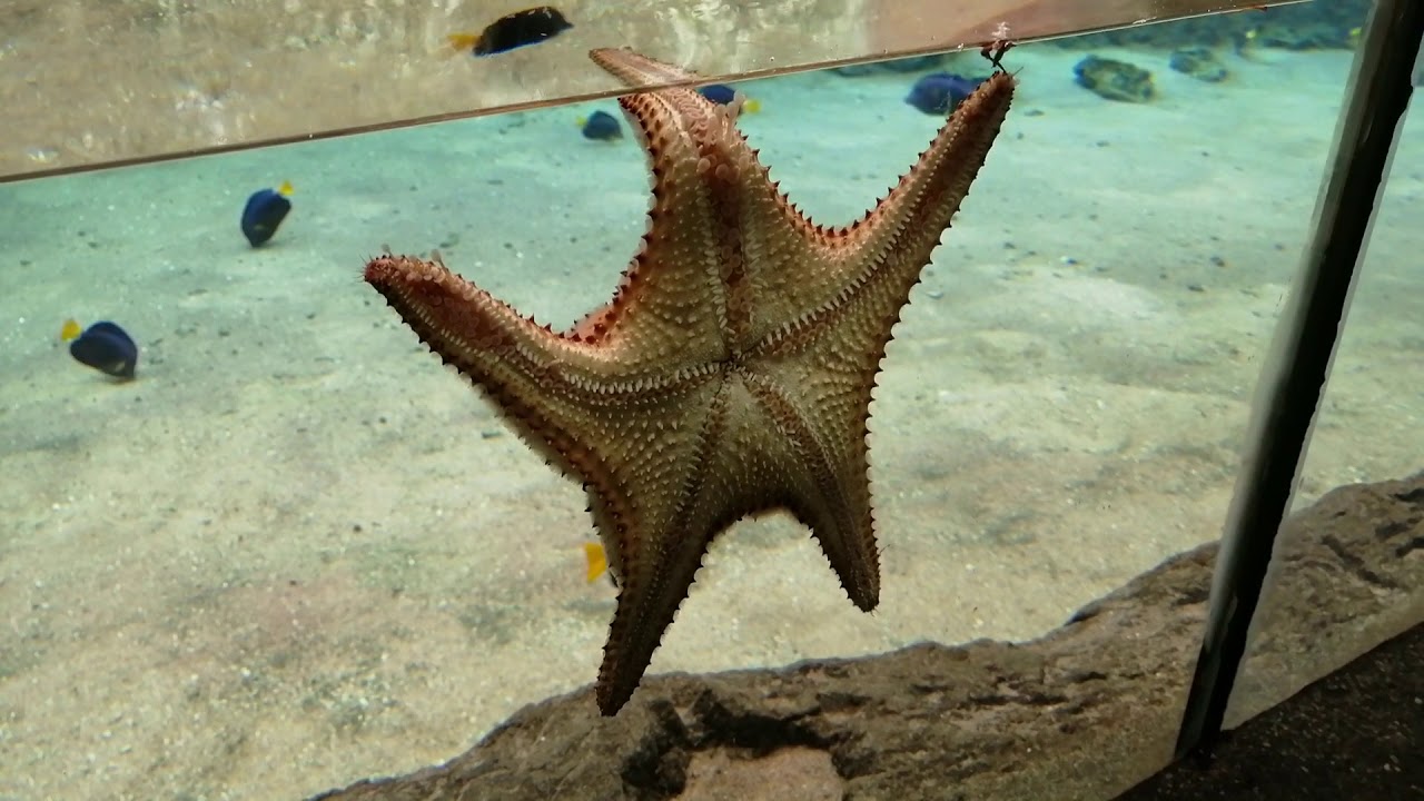 Blijdorp Zoo Rotterdam Oceanium