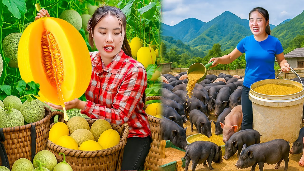Single mother Harvests giant melons to sell at the market - Take care of piglets