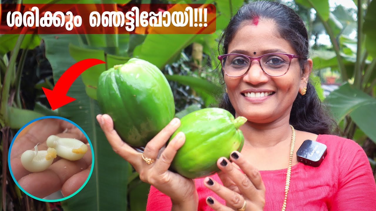 ഞങ്ങളെ ഞെട്ടിച്ച റെസിപ്പി! പപ്പായ വച്ച്  ഇങ്ങനെ ഉണ്ടാക്കിയപ്പോൾ | Pappaya Kurkure | Cheerulli Media