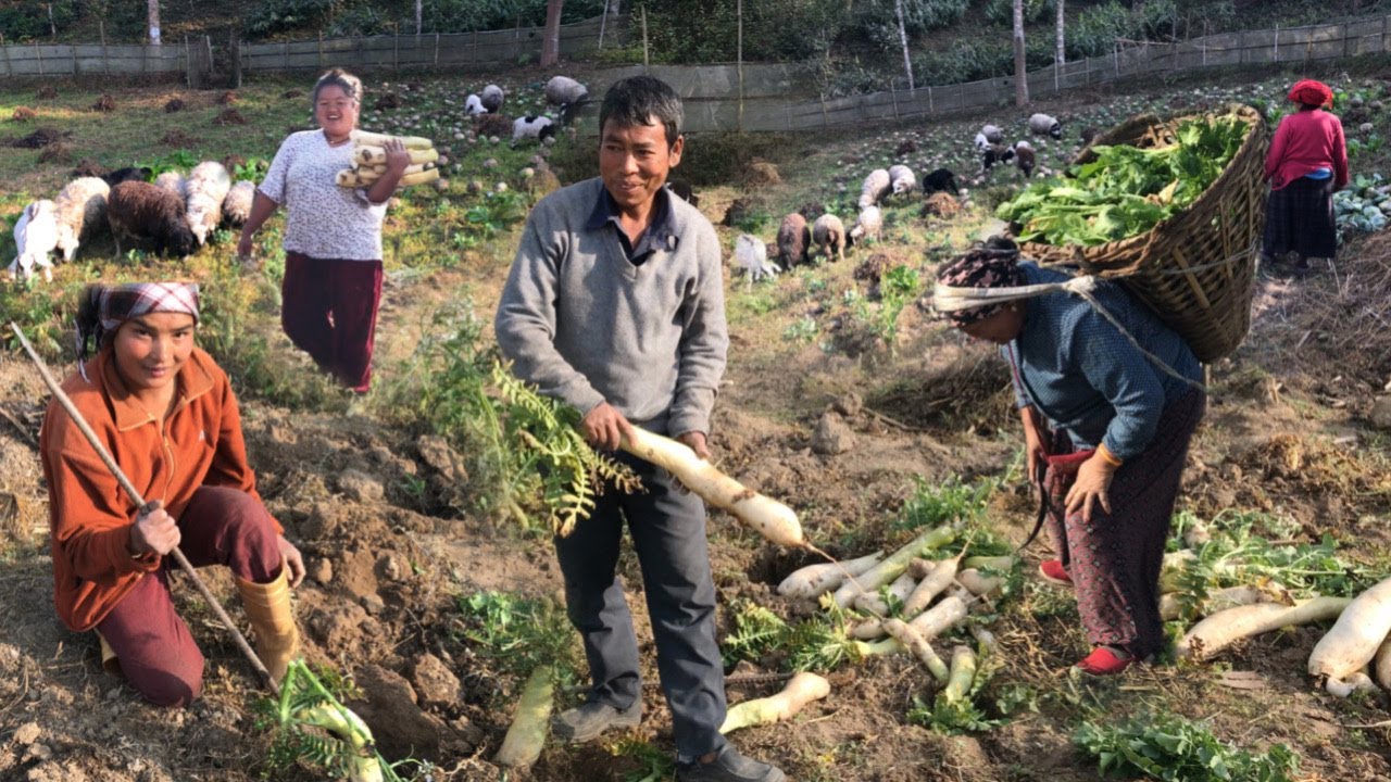 Harvesting Organic Radishes | Village Lifestyle in Nepal (2023) | BijayaLimbu