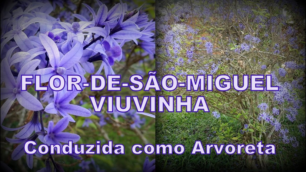 VIUVINHA,  FLOR DE SÃO MIGUEL
