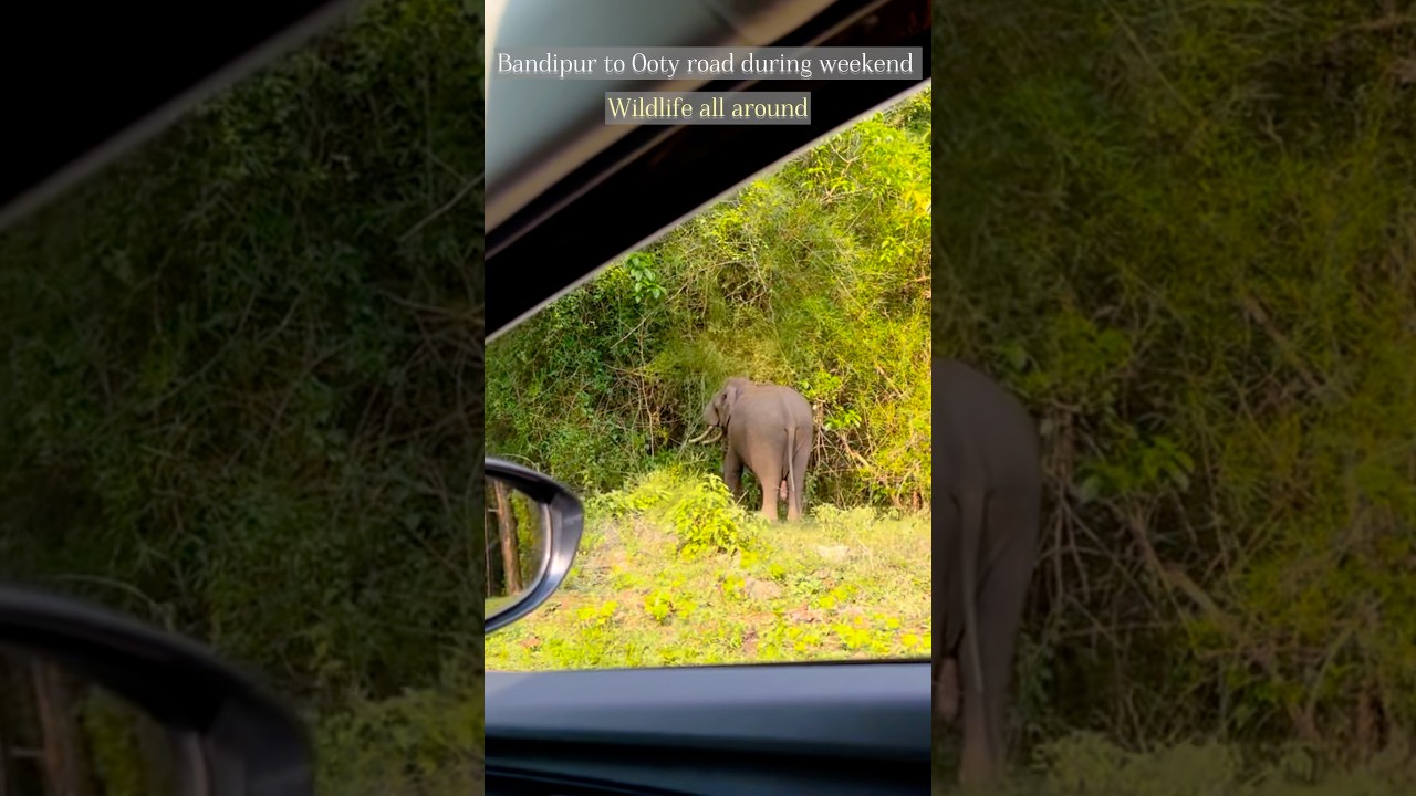 Why no wildlife around Bandipur Ooty road | Expectation Vs Reality #clickatale
