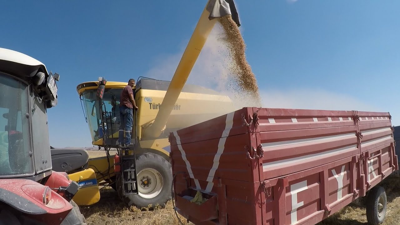 Tek Toprak İşleme ile Ekilen Nohutun Hasadı.