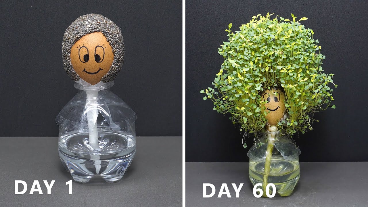 Growing Chia Seeds On Egg - 60 Days Time Lapse - Chia Pet #3