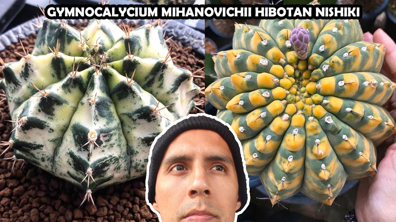 🤡Гимнокалициум Михановичи сорт. Hibotan Nishiki Thailand Cactus Succulent Colorful Hybrid Images🦄