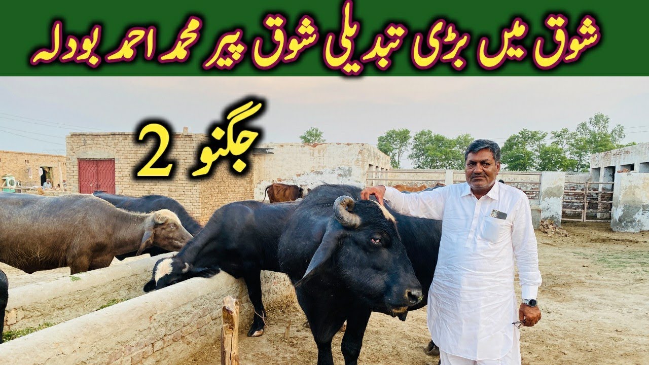 Neeli High Milking Buffaloes || Bodla Breed || Pure Neeli Breed || pir Imtiaz Bodla || UmarVlogs