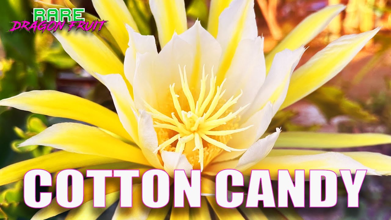 COTTON CANDY DRAGON FRUIT 1-10 TASTE and REVIEW