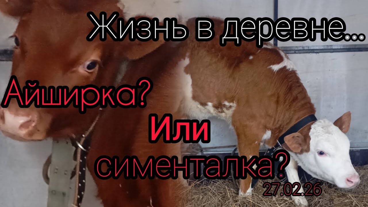 Как живут в русской деревне/Обмен телками/Симка уехала в новое хозяйство. Жизнь в деревне.