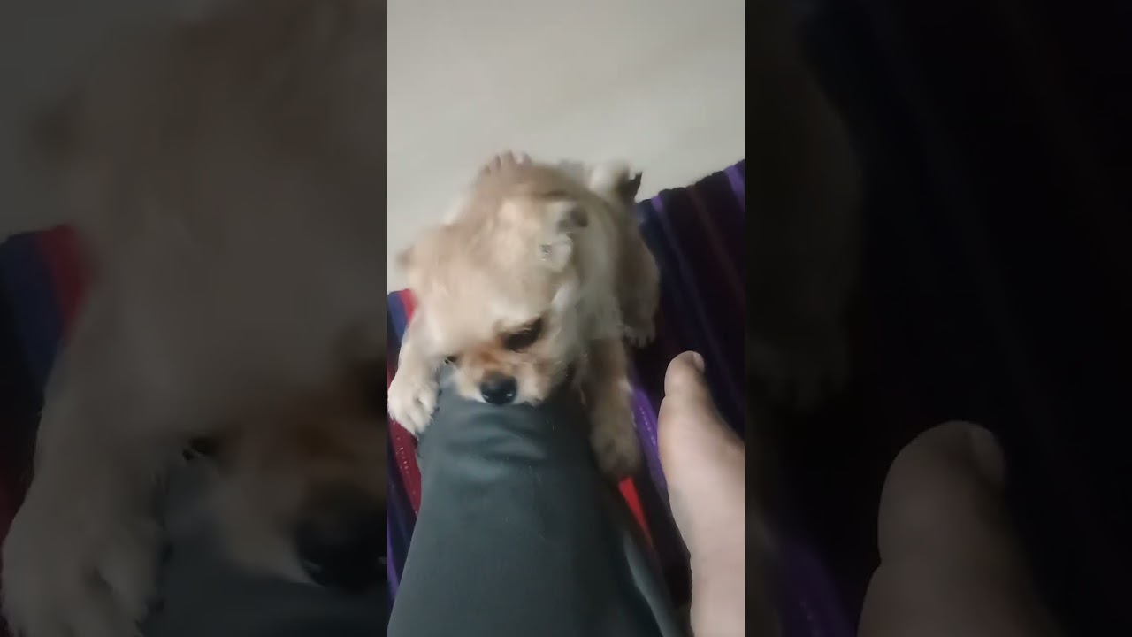 Want to play #pets #love #enjoy #funny 