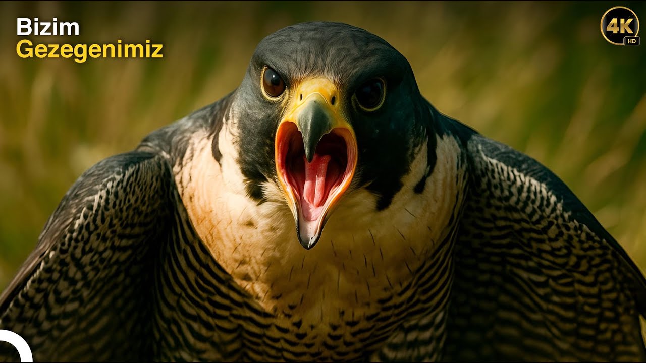 Gökyüzünün Yırtıcısı: En Hızlı Avcısı Gökdoğan! | Doğa Kanunları 33 Bölüm |Türkçe Dublaj HD İzle
