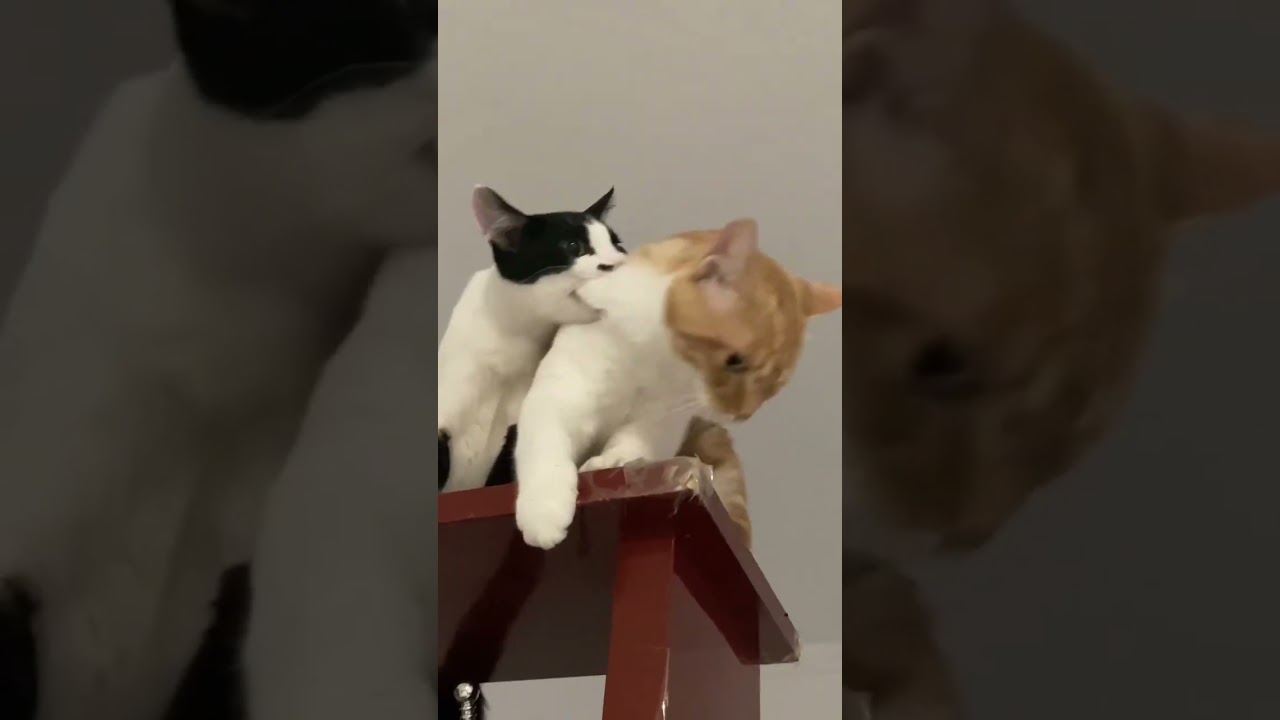 When you have two cats