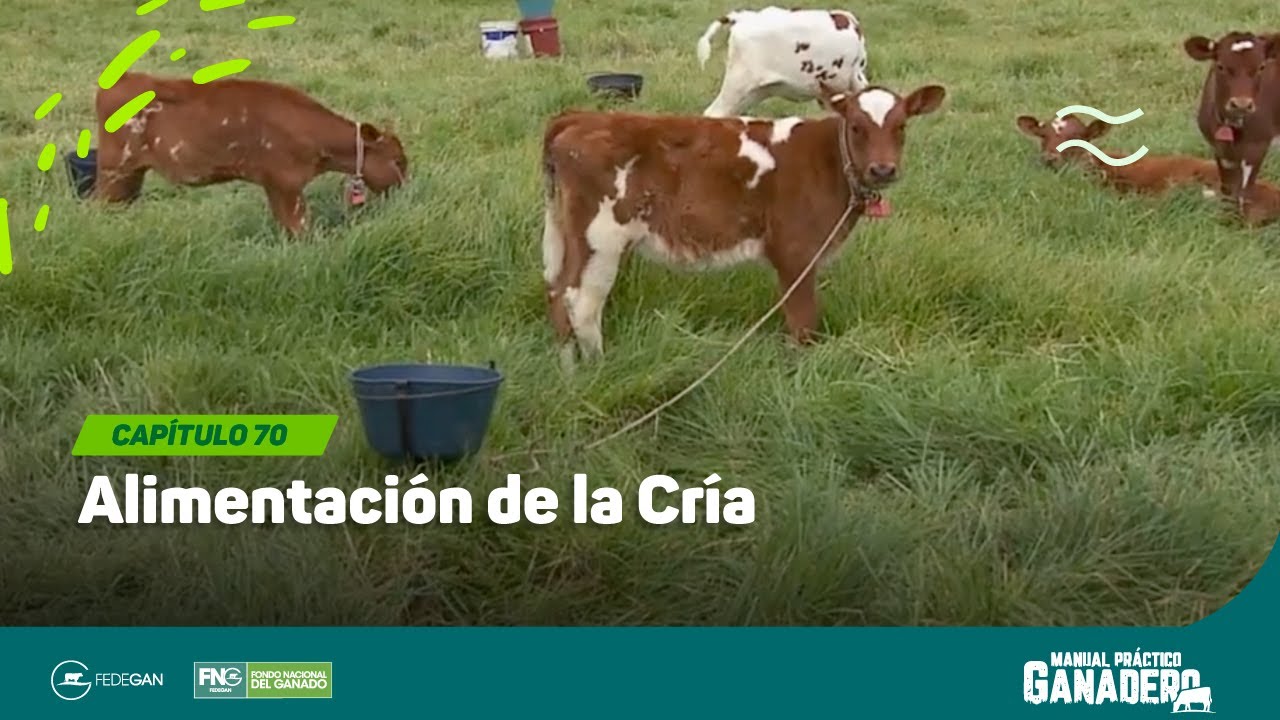 Cap 70 - Alimentación de la cría #manualpracticoganadero