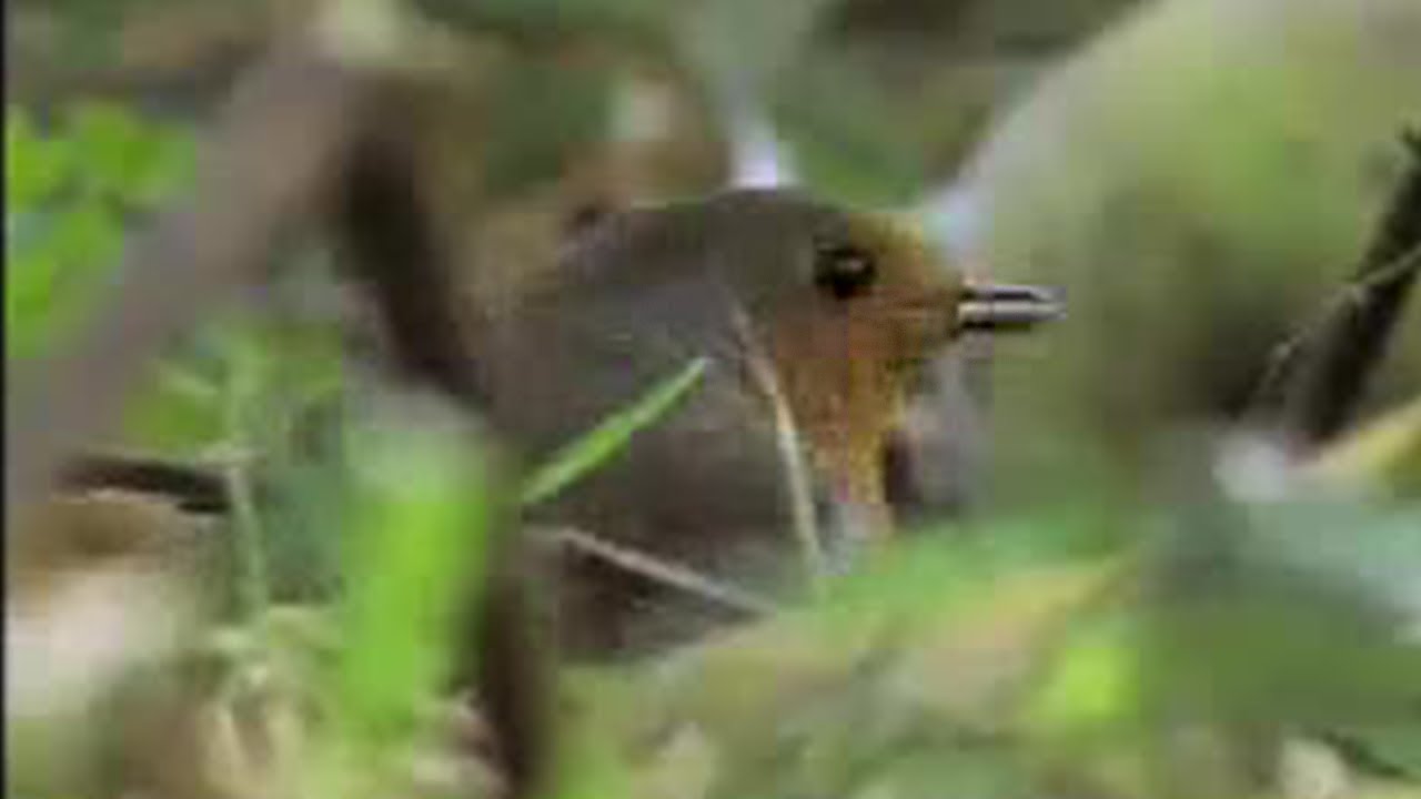 Amazing Nature Photography of the British Sparrowhawk Bird | David Attenborough | BBC Studios