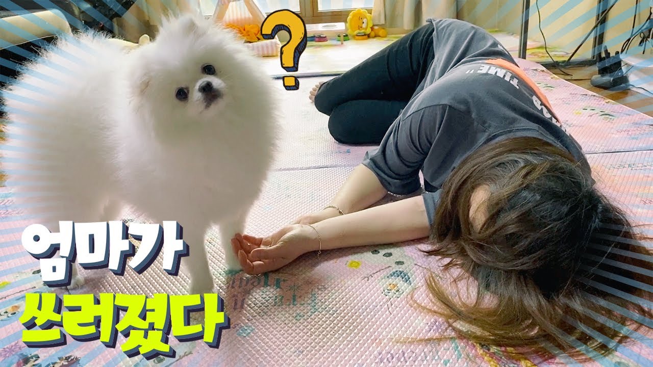 엄마가 갑자기 쓰러졌어요??!! 솜이의 반응은? (포메, 포메라니안,Pomeranian vlog)