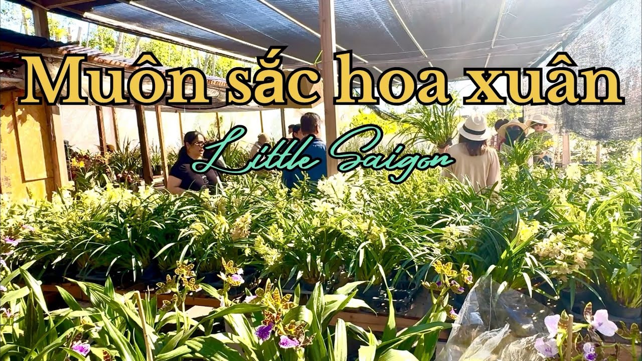 Hoa Tết khắp nơi in little Sài Gòn.Rước xuân về nhà 