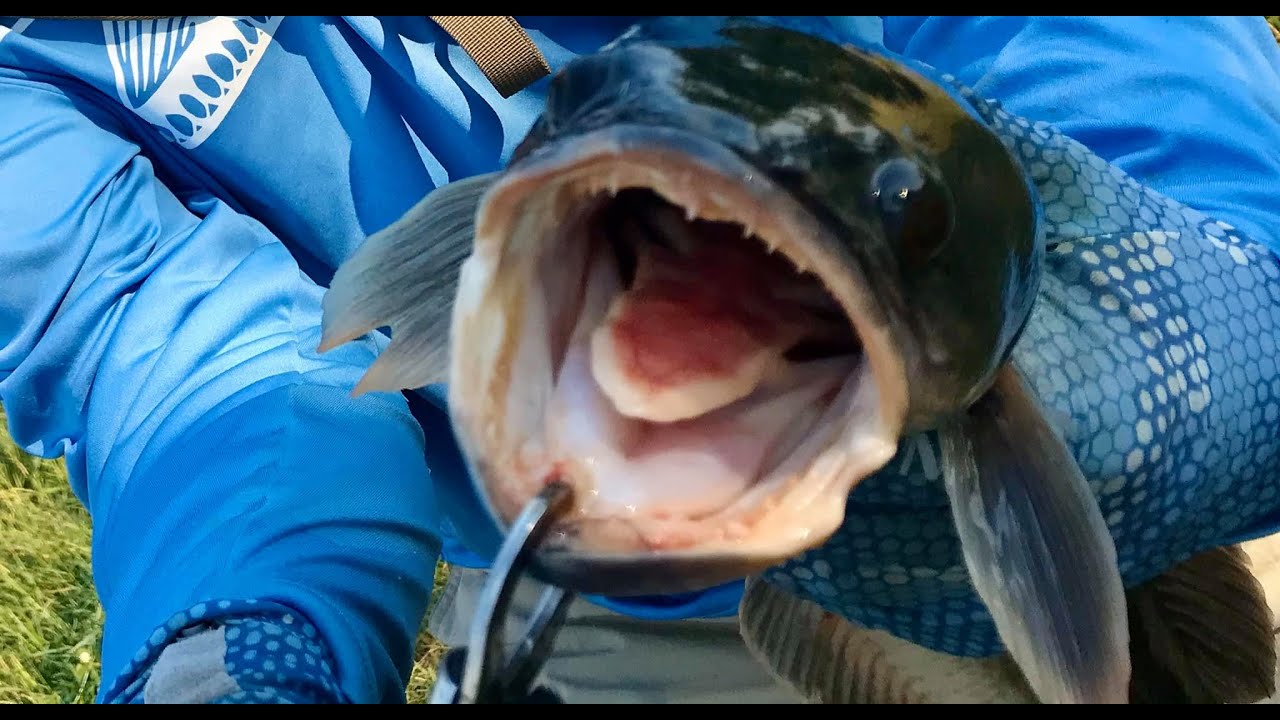 Snakehead Must Have Been Waiting With Its' Mouth Open!