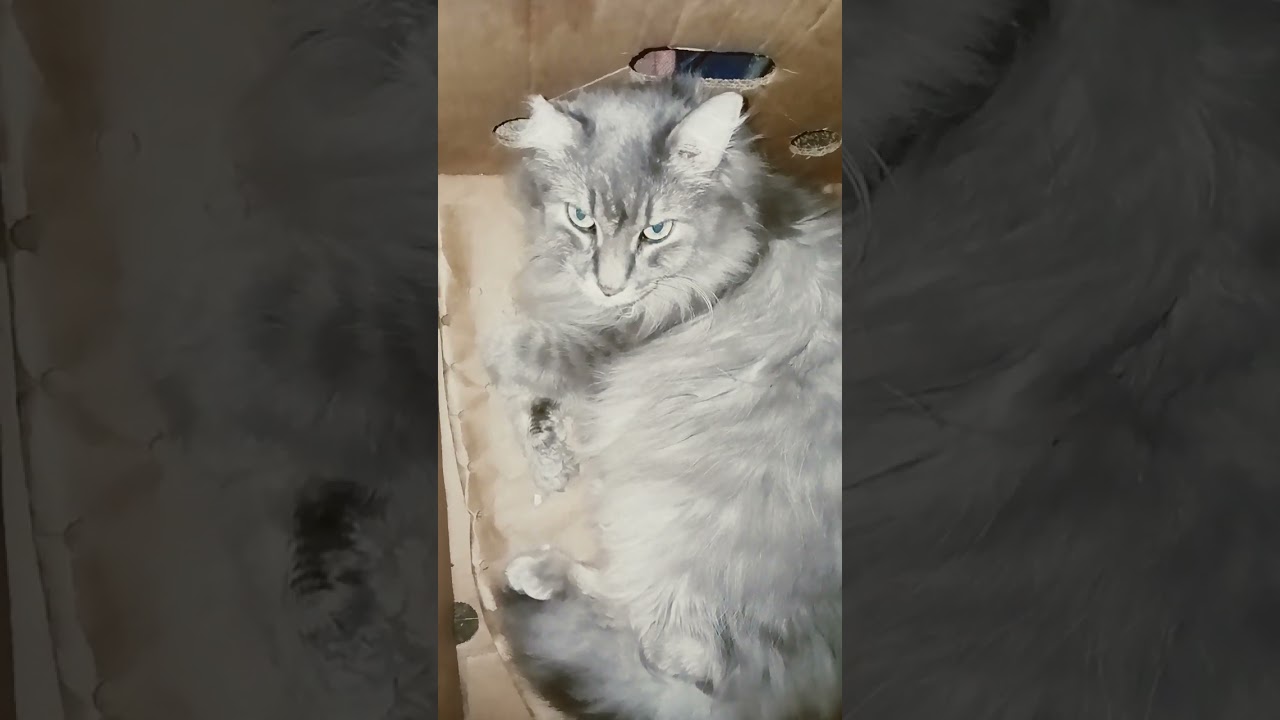 my cat's cared #purrfectlyadorable #purrfect #purrfectmoments #care #dogcrying #love #catvideos