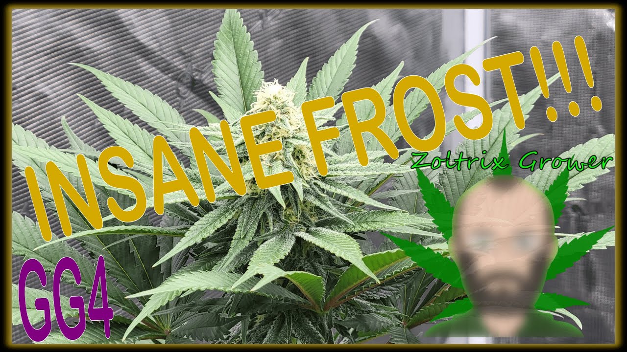INSANE FROST IN THE GARDEN! | GORILLA GLUE | ORGANIC MEDICAL GARDEN | ZOLTRIX GROWER