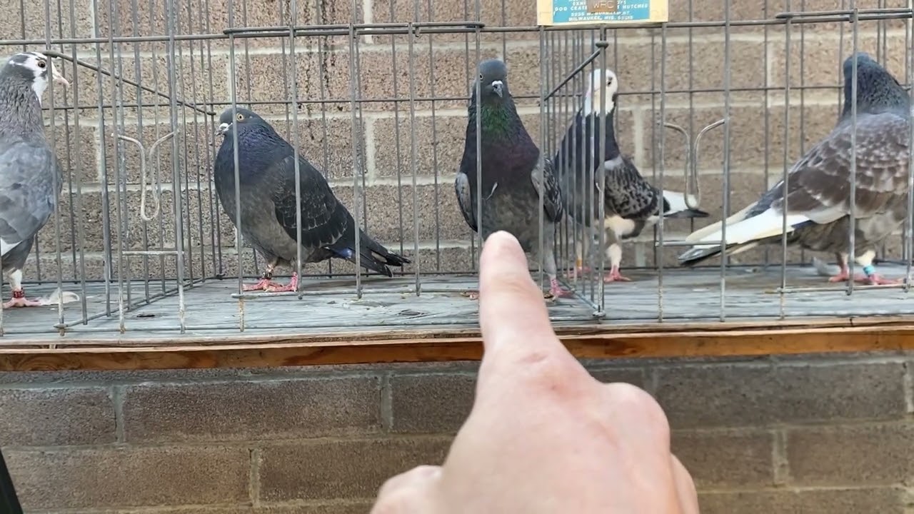 A few birds for this coming breeding.