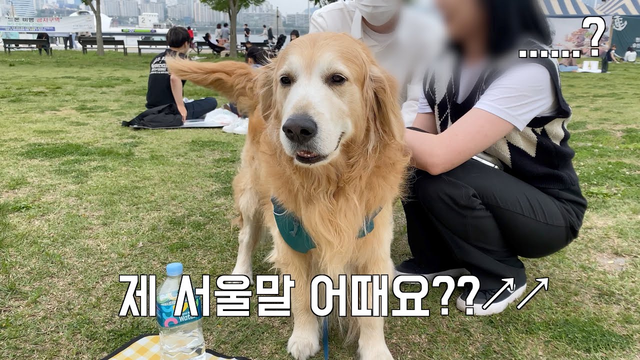 리트리버와 인사하던 서울 사람들이 경상도 주인의 서울말을 듣고 할 말을 잃은 이유 ㅋㅋㅋ