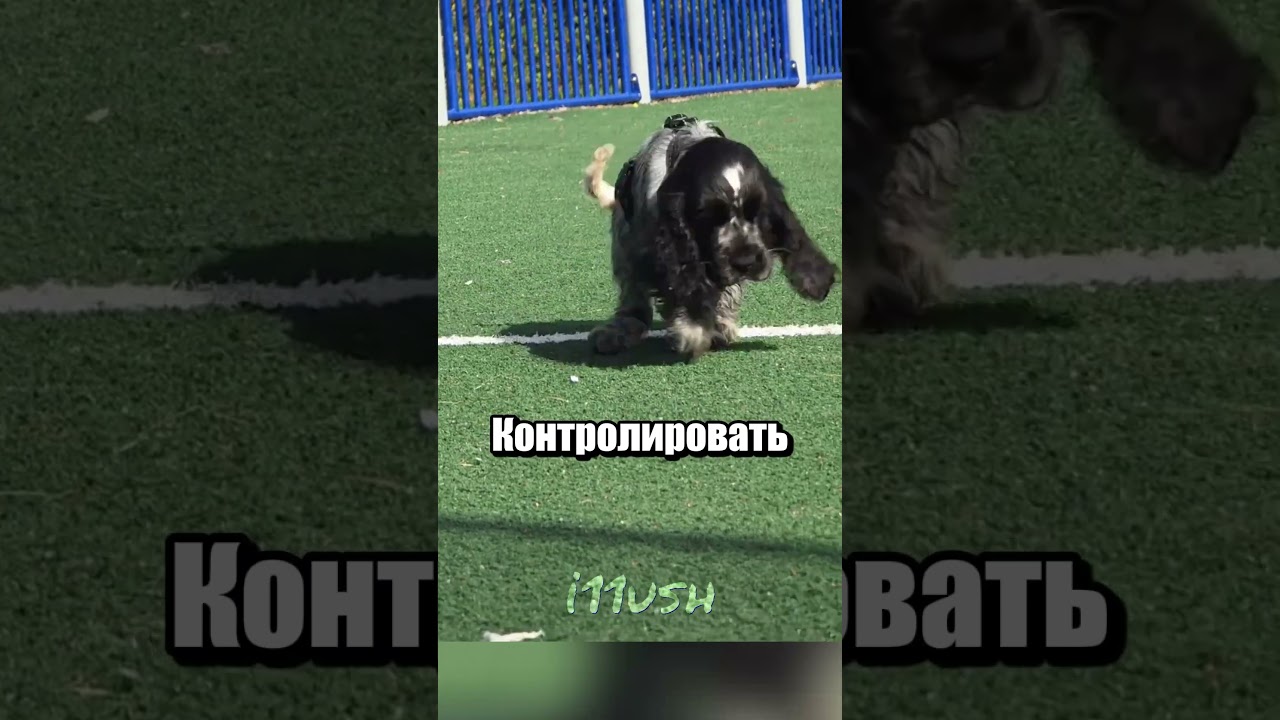 Why Your Dog Suddenly Fell Asleep